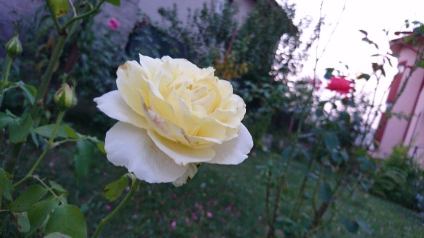  - Gradina august 2017