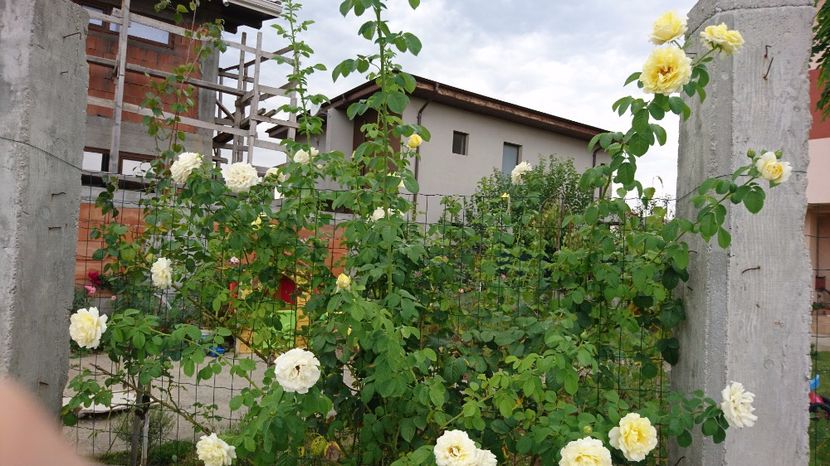  - Gradina august 2017