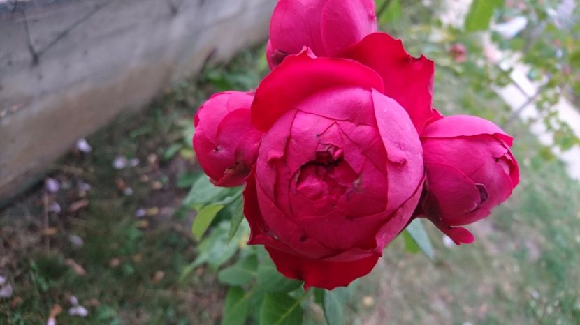  - Red Eden Erik Tabarly