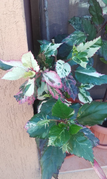  - hibi cooperi rose flake