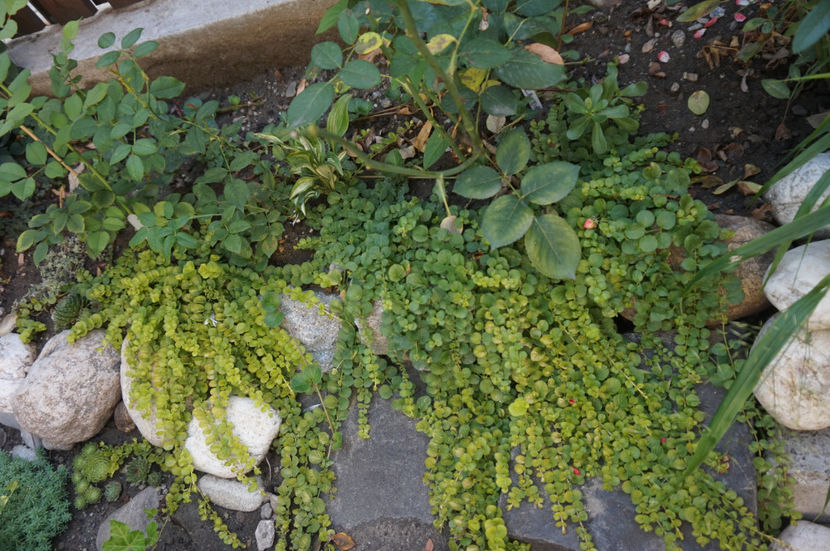 ... si verde ca smaraldul - Stancarie