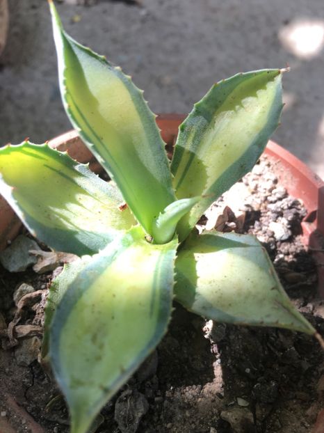  - Colectia mea de agave