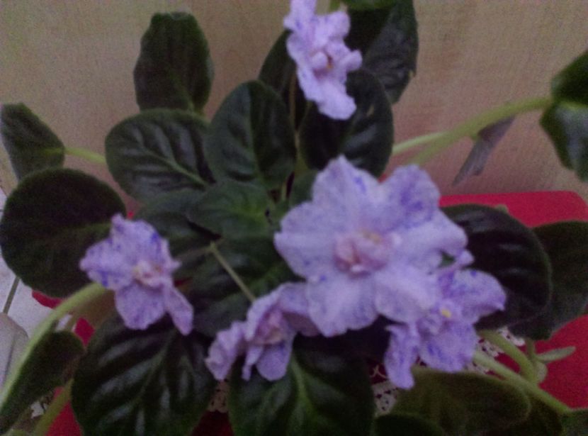  - RS Nayada de la Bogdan