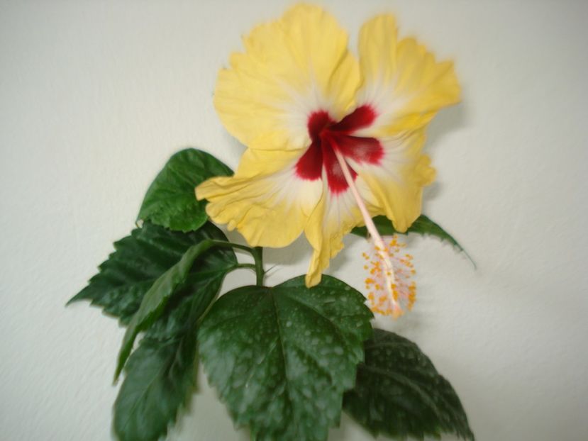  - HIBISCUS 2017