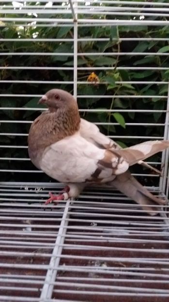 Palomo ladron - Gusati spanioli