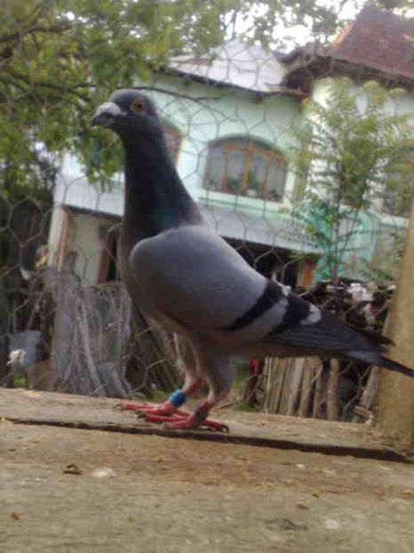 232-vandut - X-Porumbei vinduti