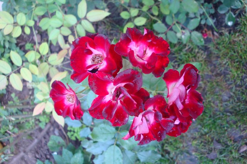  - Patrick Poivre d Arvor