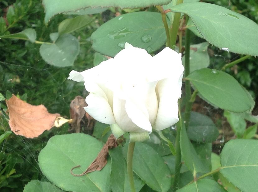  - GGG TTrandafiri Mosie 2017