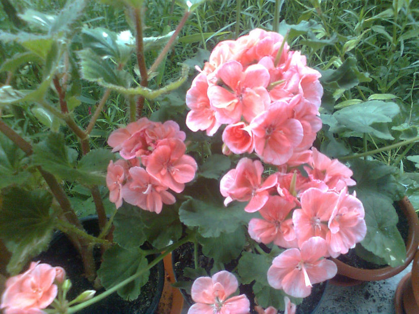  - MUSCATE -2017 - 2018