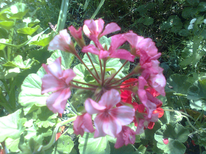  - MUSCATE -2017 - 2018