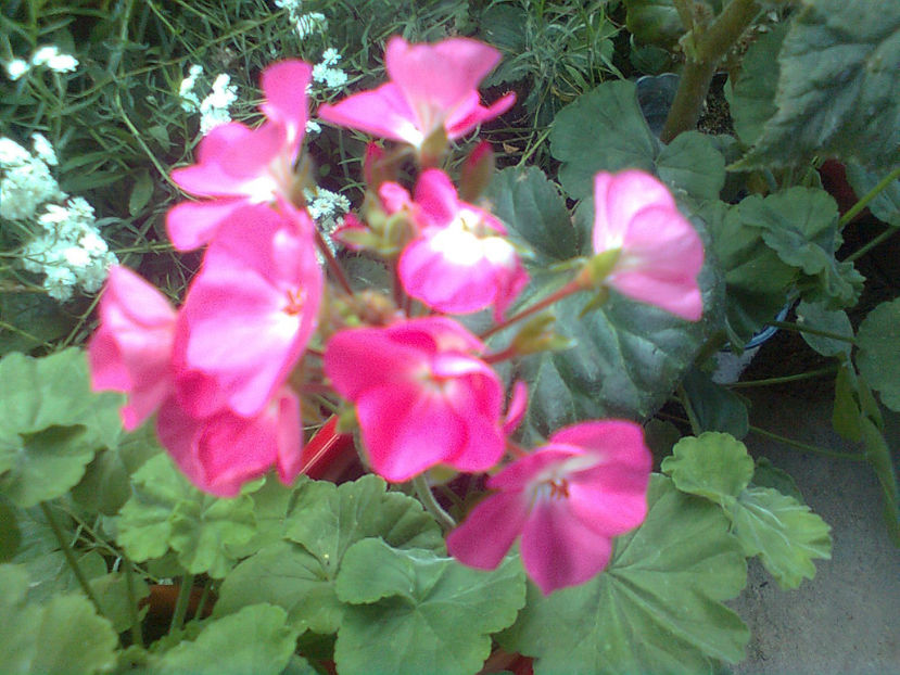  - MUSCATE -2017 - 2018