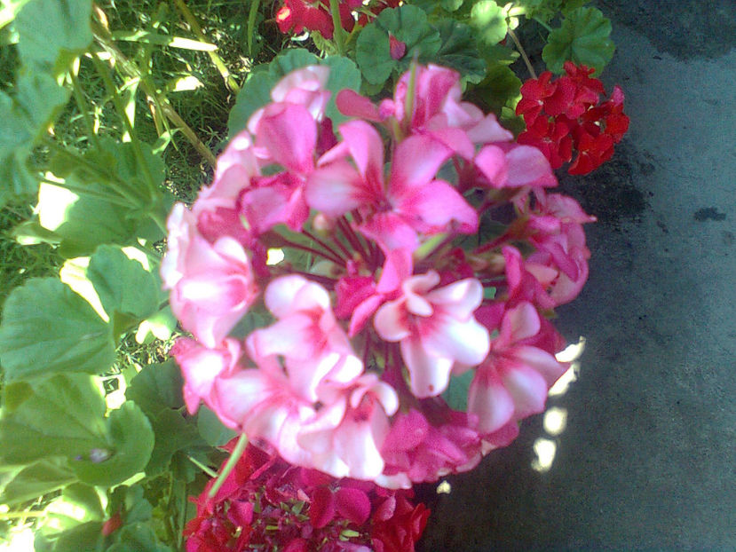  - MUSCATE -2017 - 2018