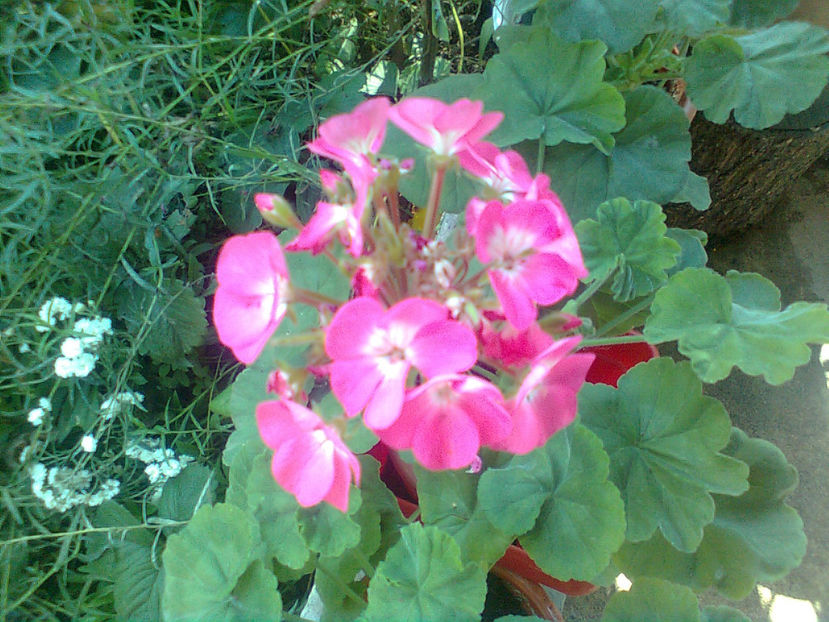  - MUSCATE -2017 - 2018