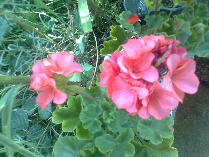  - MUSCATE -2017 - 2018