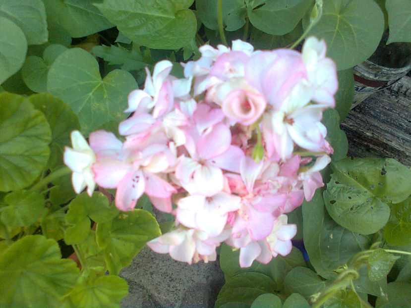  - MUSCATE -2017 - 2018