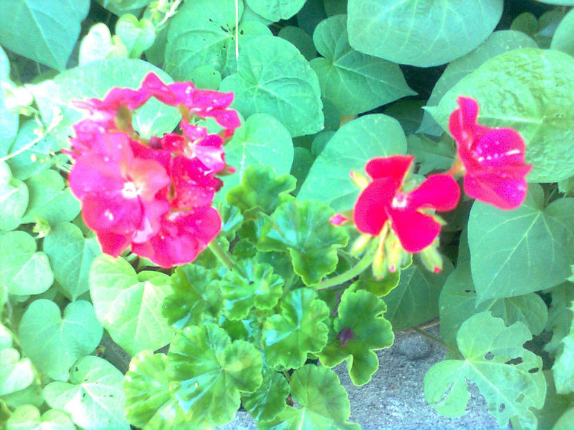  - MUSCATE -2017 - 2018