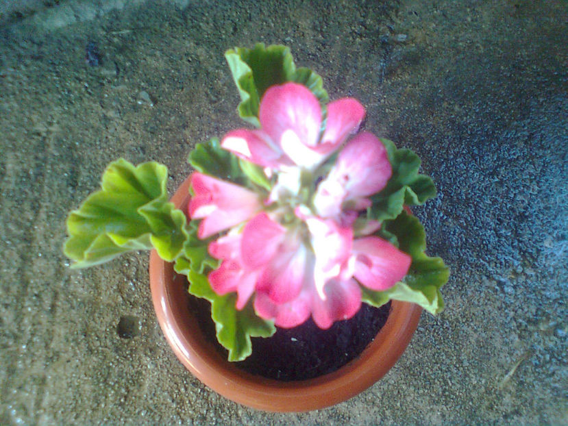  - MUSCATE -2017 - 2018