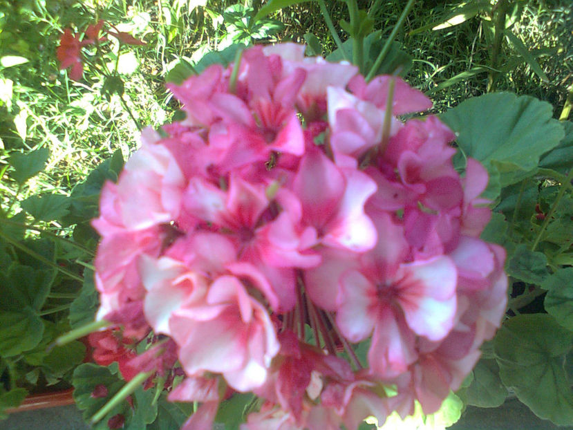  - MUSCATE -2017 - 2018