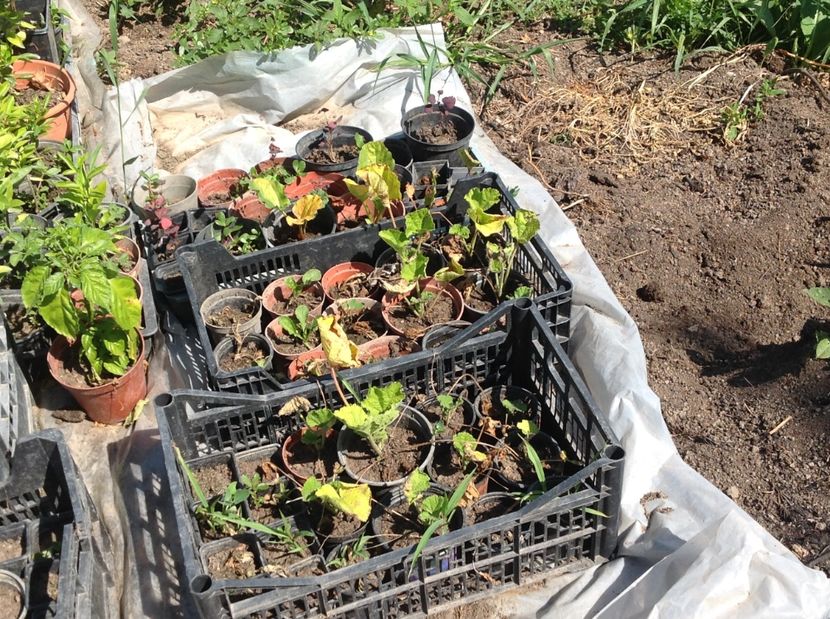  - Răsaduri de flori 2017