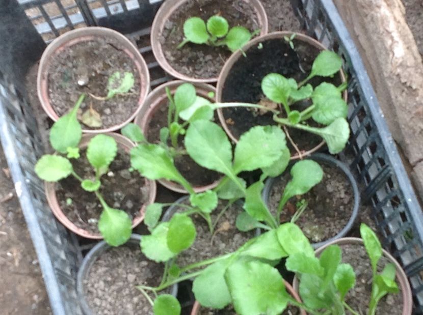  - Răsaduri de flori 2017