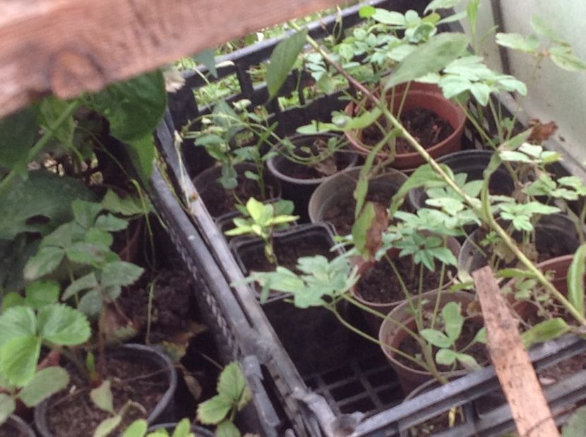  - Răsaduri de flori 2017