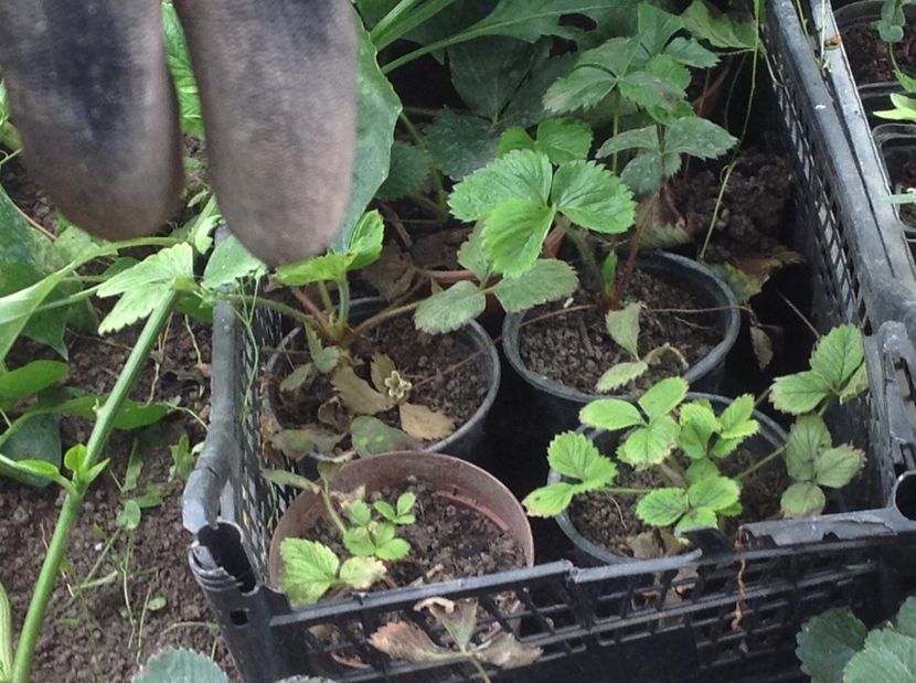  - Răsaduri de flori 2017