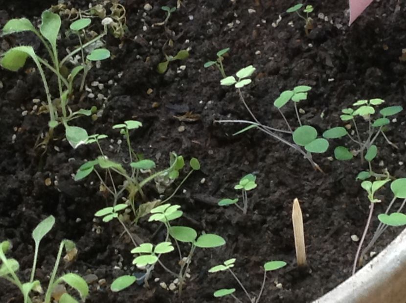  - Răsaduri de flori 2017