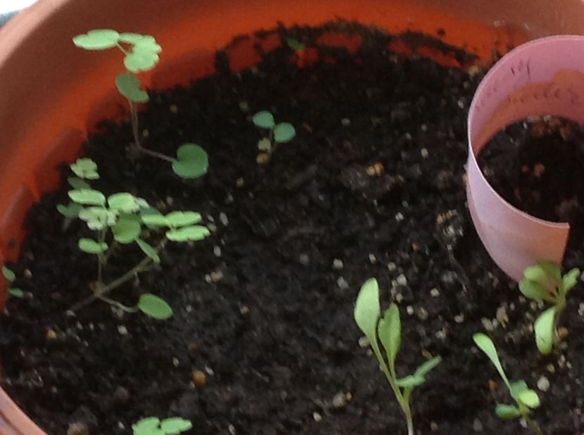  - Răsaduri de flori 2017