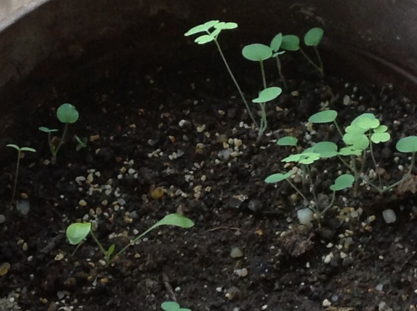  - Răsaduri de flori 2017