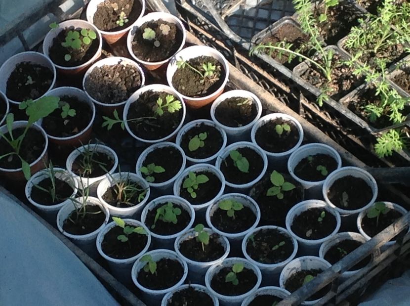  - Răsaduri de flori 2017