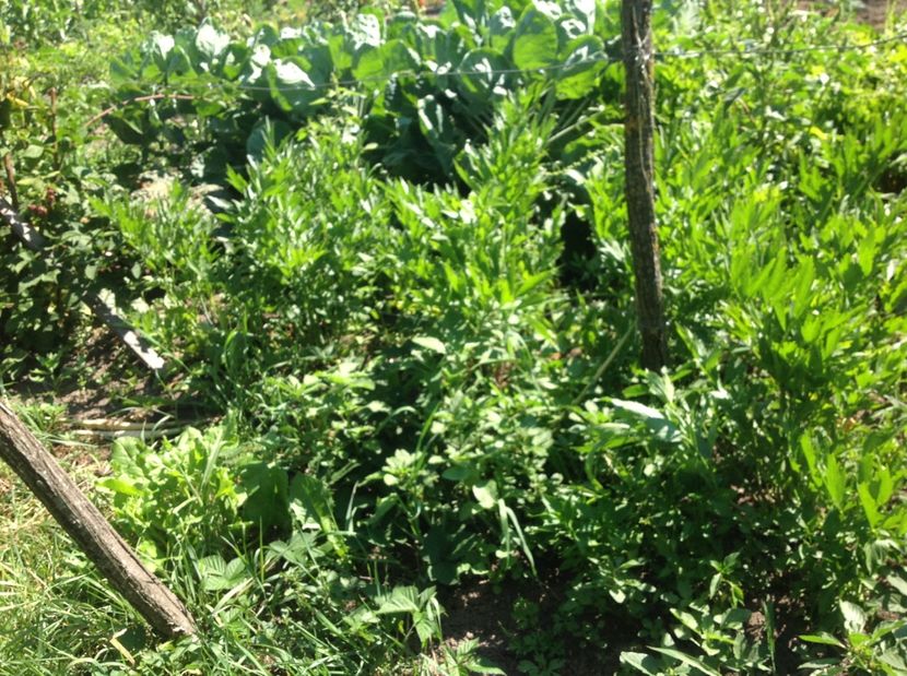  - GGG Recolta 2017 la Mosie