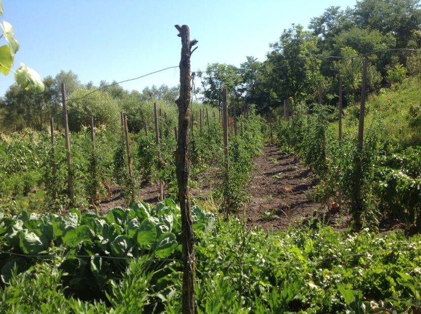  - GGG Recolta 2017 la Mosie