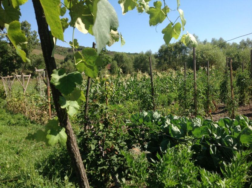  - GGG Recolta 2017 la Mosie