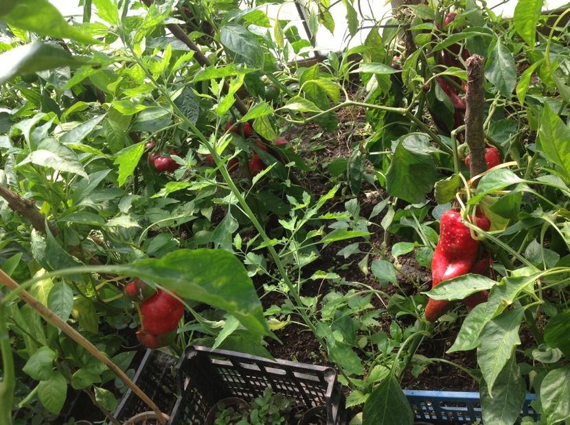  - GGG Recolta 2017 la Mosie