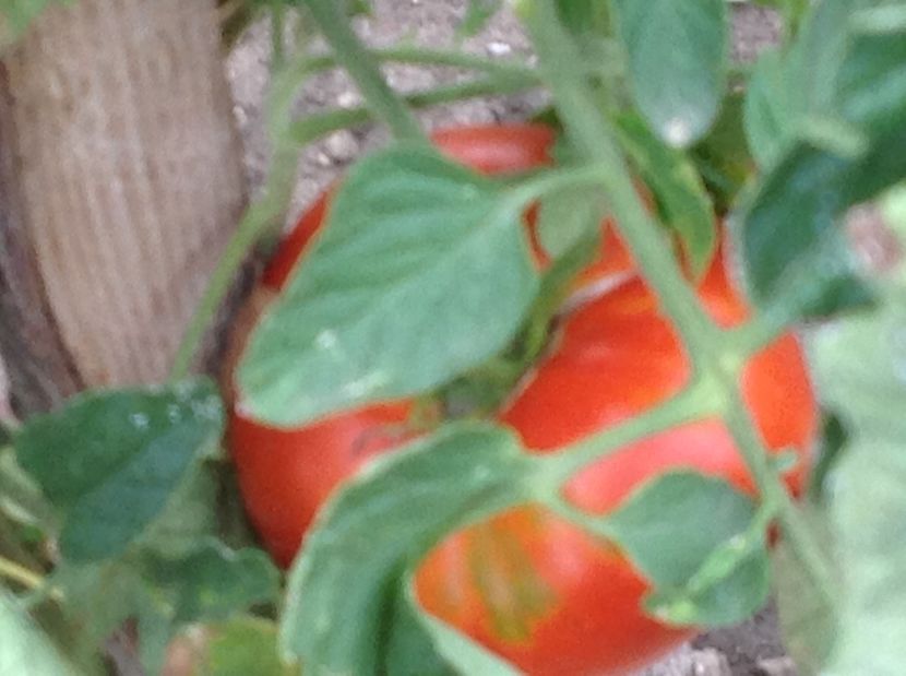  - GGG Recolta 2017 la Mosie