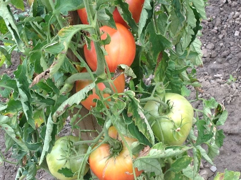  - GGG Recolta 2017 la Mosie