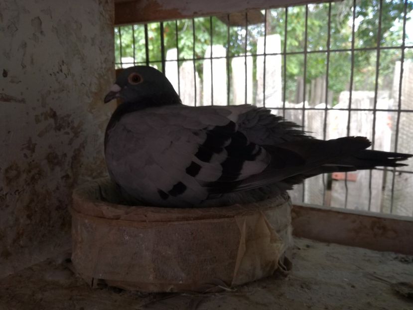  - 2017-Relaxare dupa un sezon greu