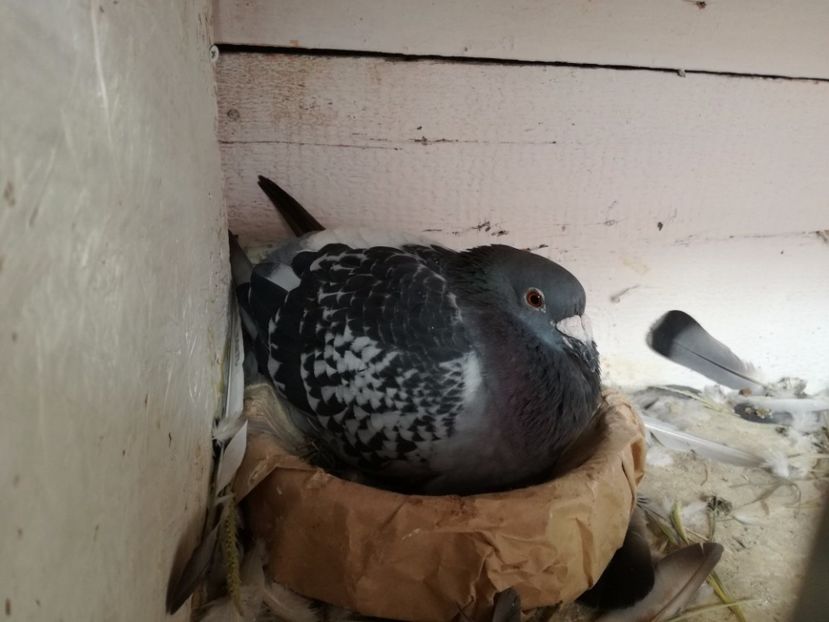  - 2017-Relaxare dupa un sezon greu