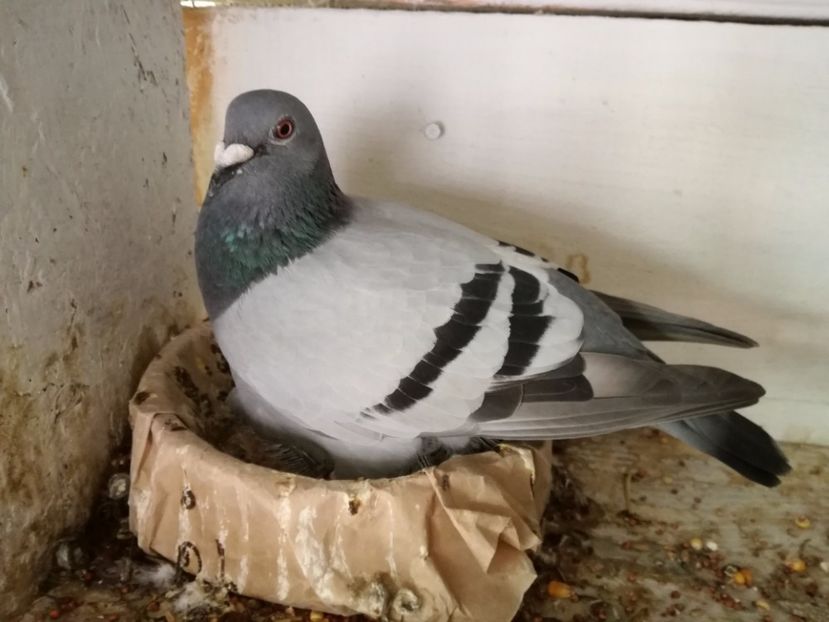  - 2017-Relaxare dupa un sezon greu