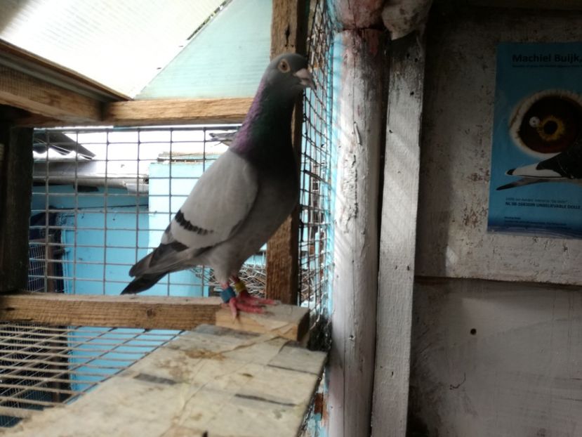  - 2017-Relaxare dupa un sezon greu