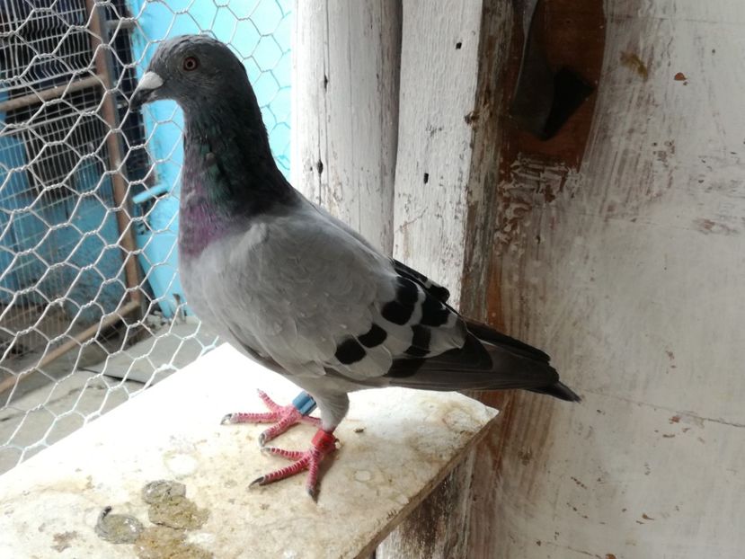  - 2017-Relaxare dupa un sezon greu