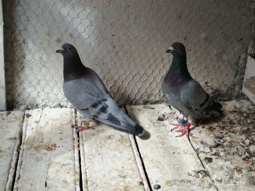  - 2017-Relaxare dupa un sezon greu