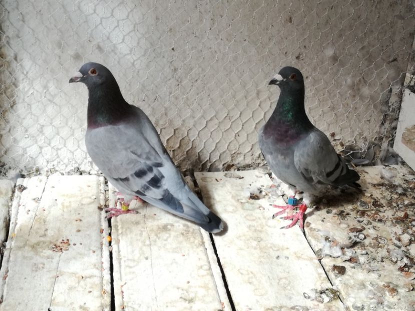  - 2017-Relaxare dupa un sezon greu