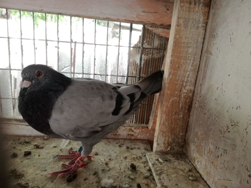  - 2017-Relaxare dupa un sezon greu