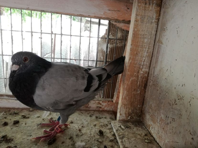  - 2017-Relaxare dupa un sezon greu