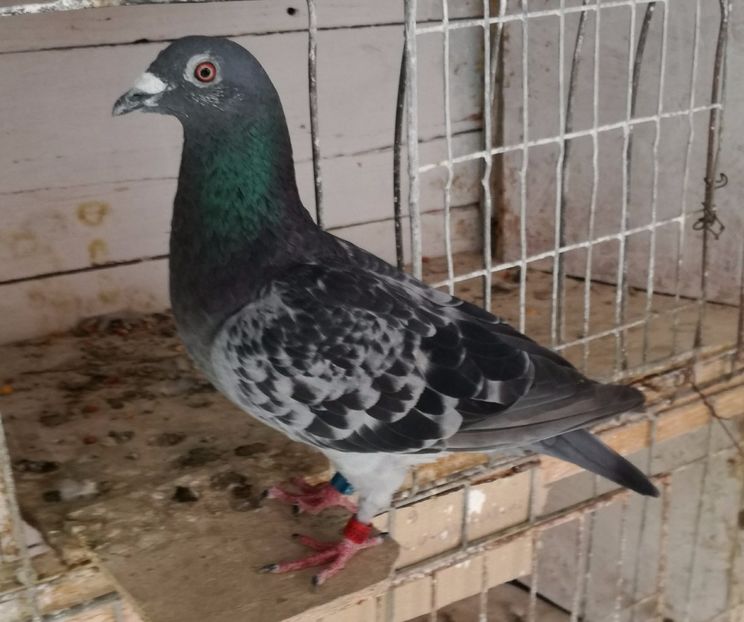  - 2017-Relaxare dupa un sezon greu