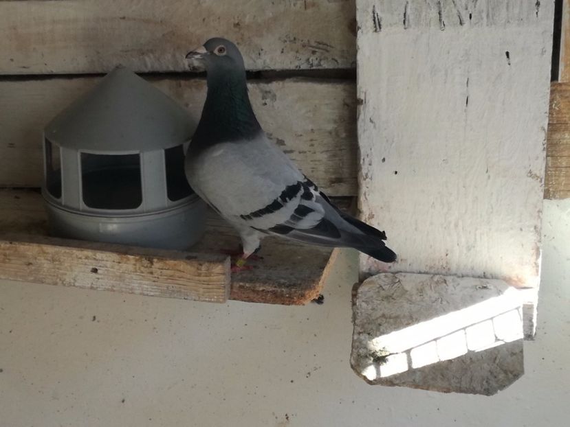  - 2017-Relaxare dupa un sezon greu