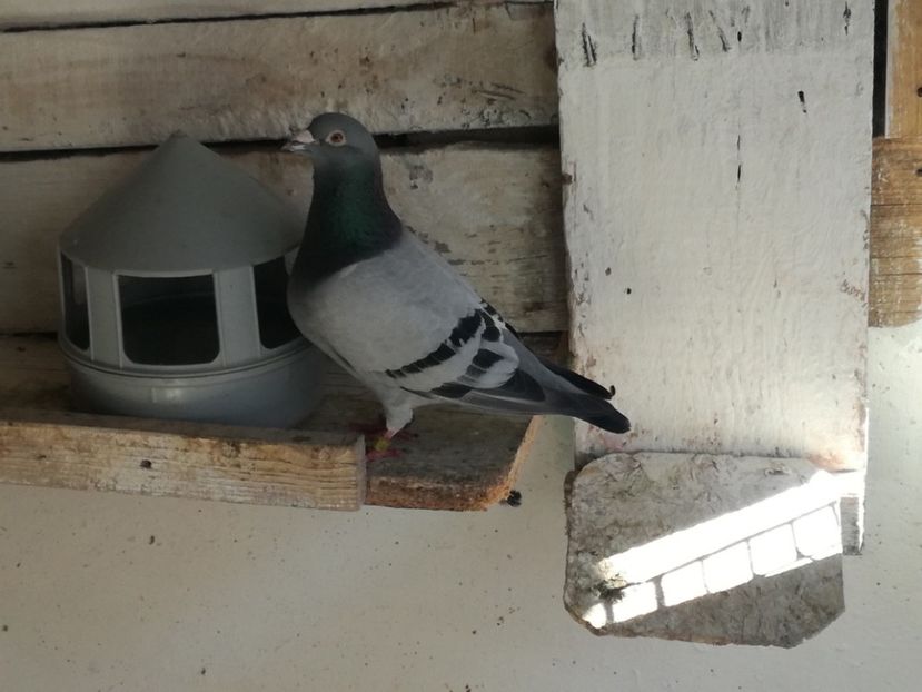  - 2017-Relaxare dupa un sezon greu