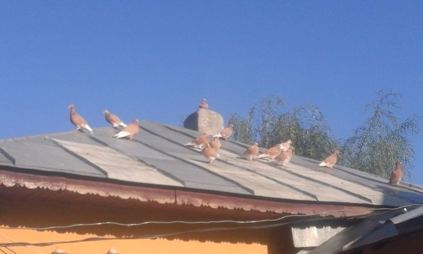  - porumbei voiajori galbeni