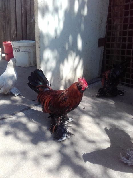  - DE VANZARE COCOSI MII DE FLORI PORTELAN BARBOSI 2017